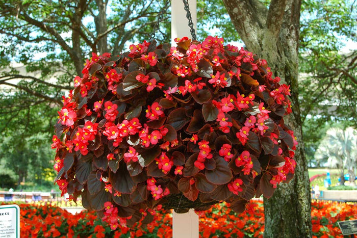 Plantopia hanging basket small