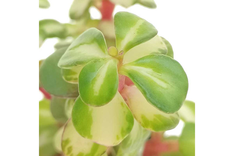 Portulacaria 'mediopicta' 8.5cm