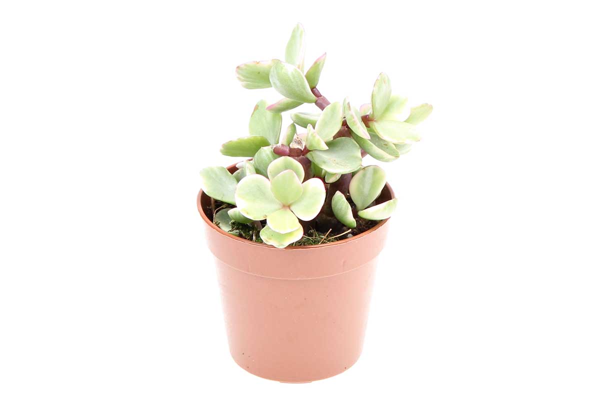 Portulacaria afra f. variegata