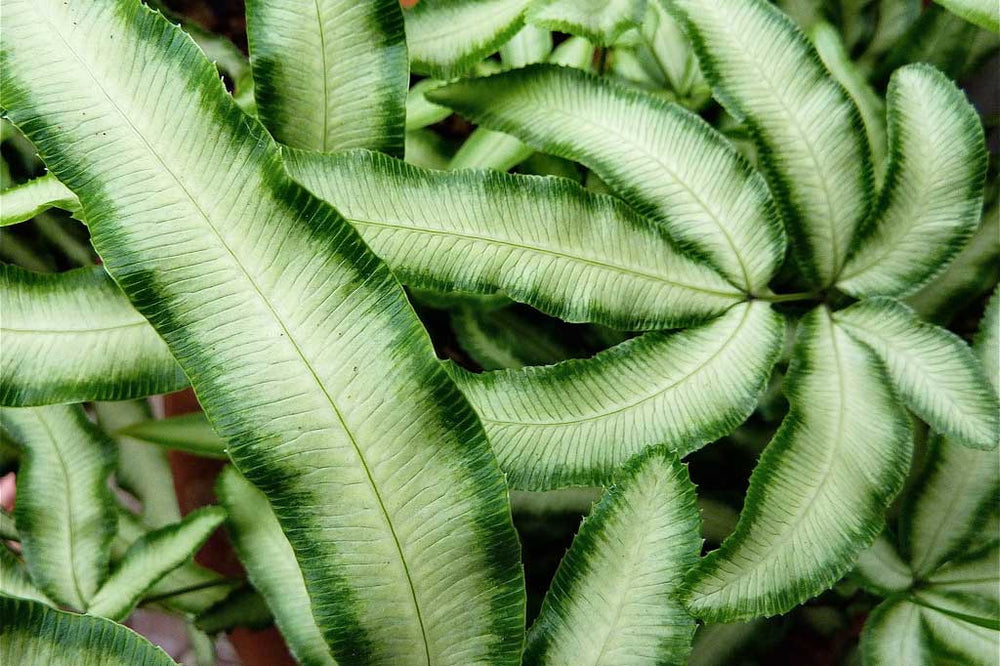 
                  
                    Pteris cretica 'albolineata'
                  
                