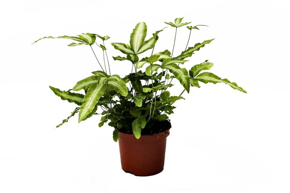 
                  
                    Pteris cretica 'albolineata' - Πτέρις
                  
                