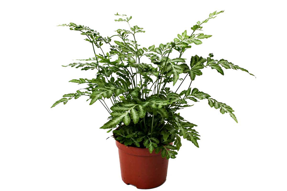 
                  
                    Pteris ensiformis 'evergemiensis' - Πτέρις
                  
                