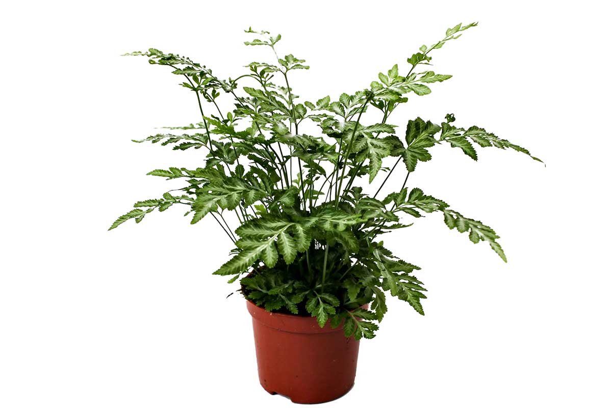 Pteris ensiformis 'evergemiensis' - Πτέρις