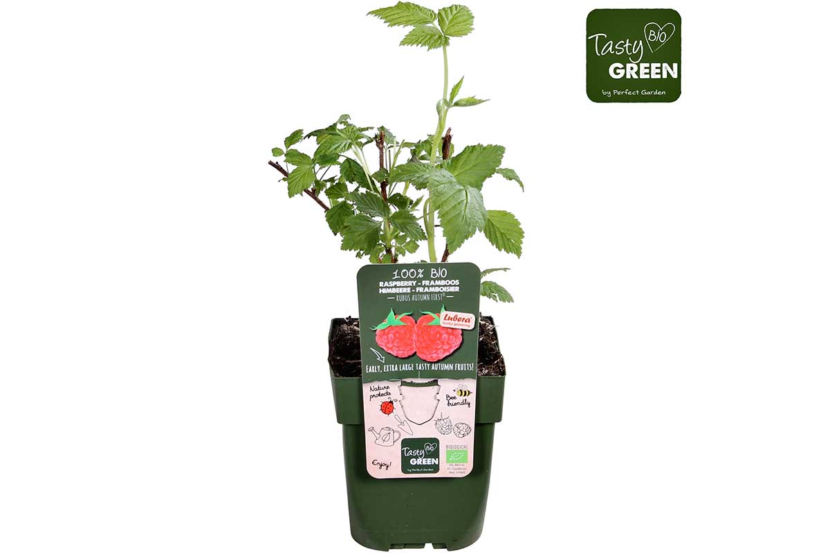 Rubus 'Autumn First'® bio 13cm