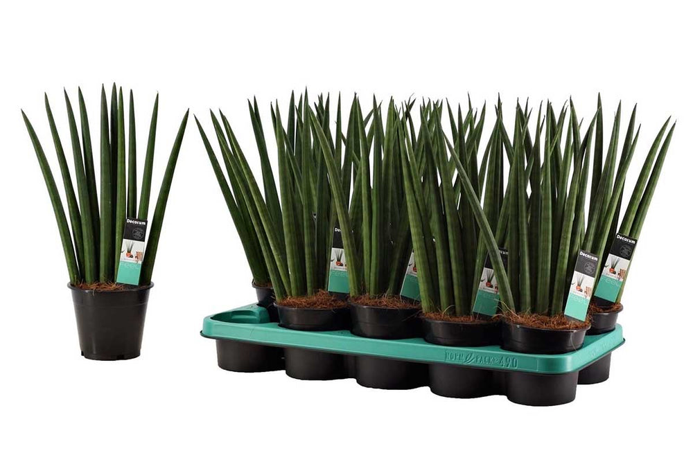 
                  
                    Sansevieria cylindrica 'fan' 12cm - Σανσεβιέρα
                  
                