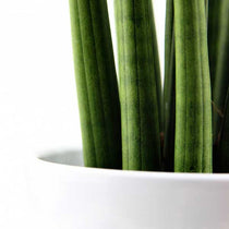 
                  
                    Sansevieria cylindrica 'straight' - close up
                  
                