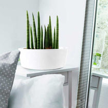 
                  
                    Sansevieria cylindrica 'straight' - Πρόταση διακόσμησης
                  
                