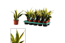 
                  
                    Sansevieria tr. 'golden flame' 12cm - Σανσεβιέρα
                  
                