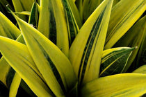 
                  
                    Sansevieria tr. 'golden flame' 12cm - Σανσεβιέρα
                  
                