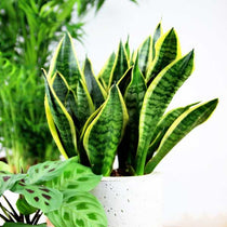 
                  
                    Sansevieria 'futura superba' - Πρόταση διακόσμησης
                  
                