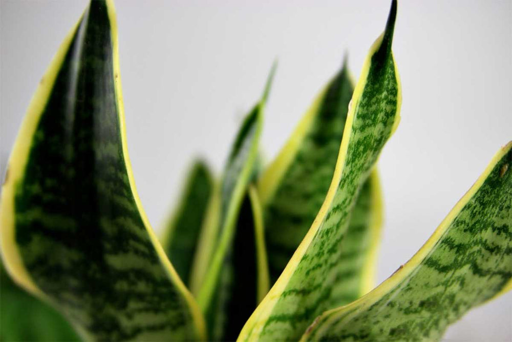
                  
                    Sansevieria 'futura superba' - close up
                  
                