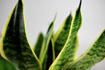 
                  
                    Sansevieria 'futura superba' - close up
                  
                