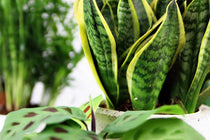 
                  
                    Sansevieria 'futura superba' - Πρόταση διακόσμησης
                  
                