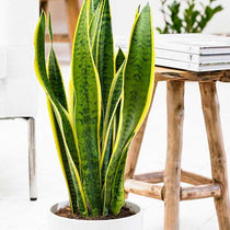 
                  
                    Sansevieria tr. laurentii - Πρόταση διακόσμησης
                  
                
