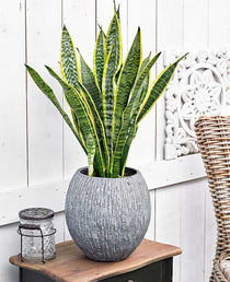
                  
                    Sansevieria tr. laurentii - Πρόταση διακόσμησης
                  
                