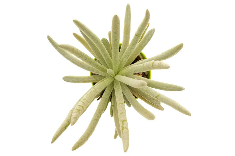 Senecio scaposus 10.5cm