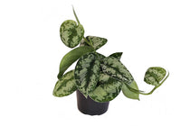 
                  
                    Scindapsus pictus 'trebie' 12cm - Σκίνταψις
                  
                