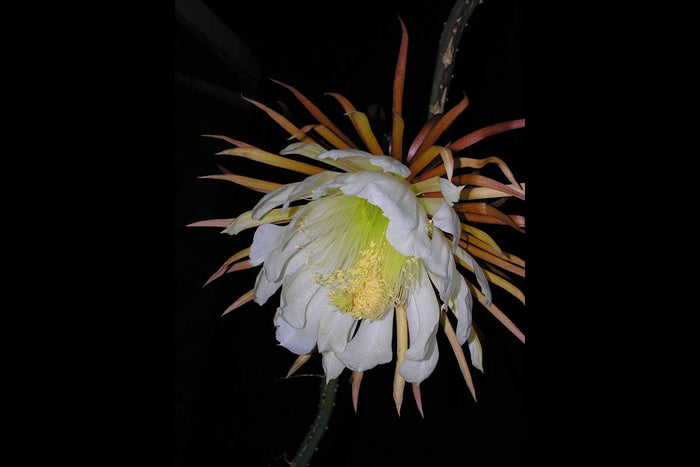 Selenicereus grandiflorus 12cm