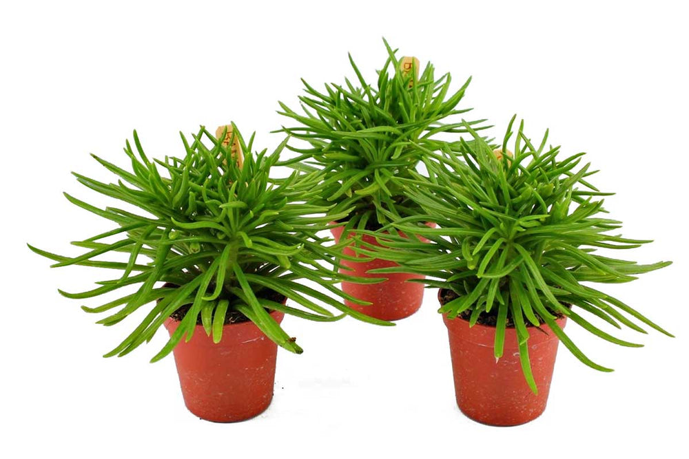 
                  
                    Senecio archeri  'himalaya highlands' 5.5cm - Σενέκιο
                  
                