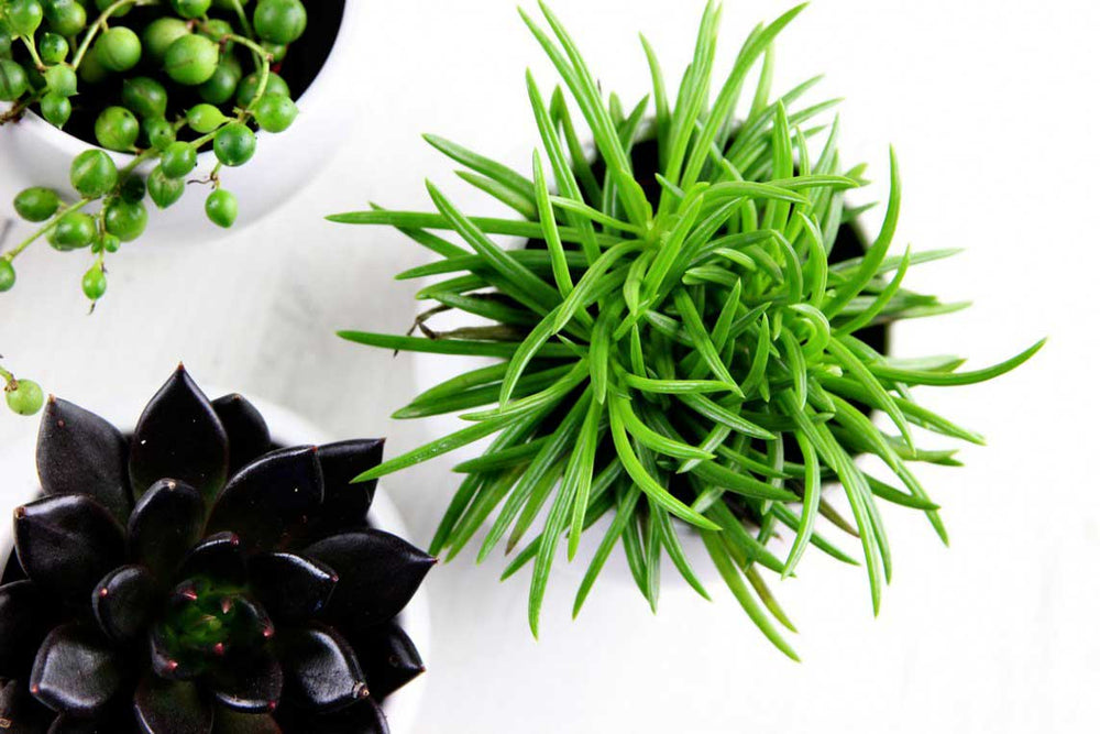 
                  
                    Senecio 'himalaya highlands' - Πρόταση διακόσμησης
                  
                