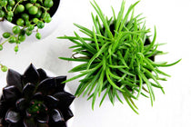 
                  
                    Senecio 'himalaya highlands' - Πρόταση διακόσμησης
                  
                