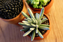 
                  
                    Senecio scaposus - Πρόταση διακόσμησης
                  
                