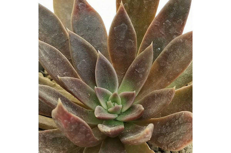 Echeveria 'serrana' 10.5cm