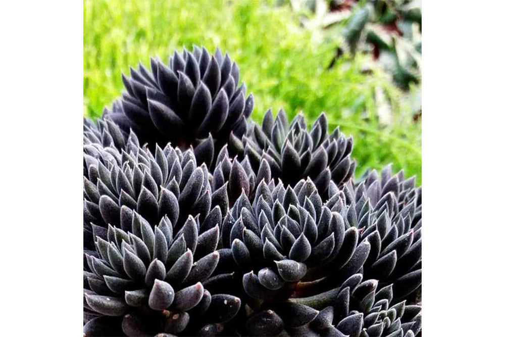 
                  
                    Sinocrassula yunnanensis
                  
                