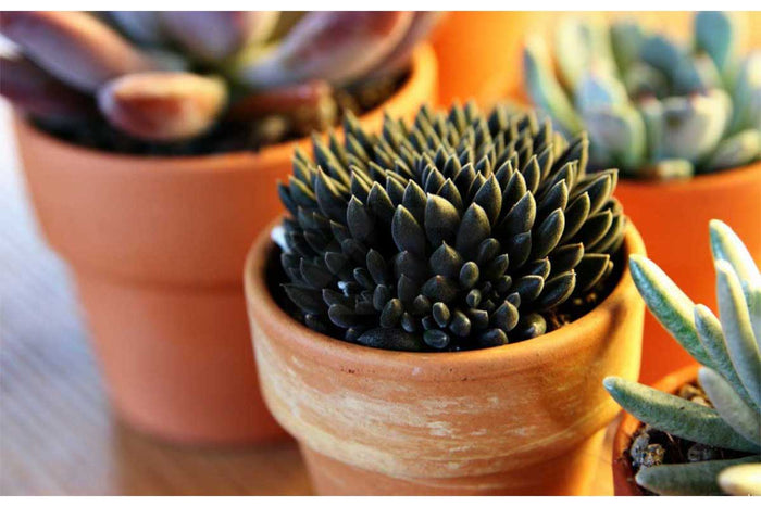 Sinocrassula yunnanensis