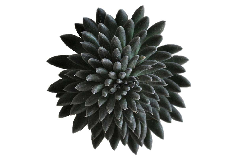 
                  
                    Sinocrassula yunnanensis
                  
                