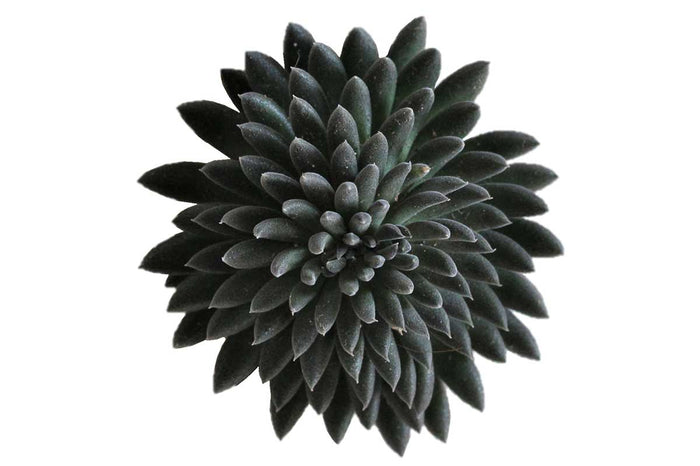 Sinocrassula yunnanensis