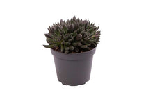 
                  
                    Sinocrassula yunnanensis 6cm
                  
                