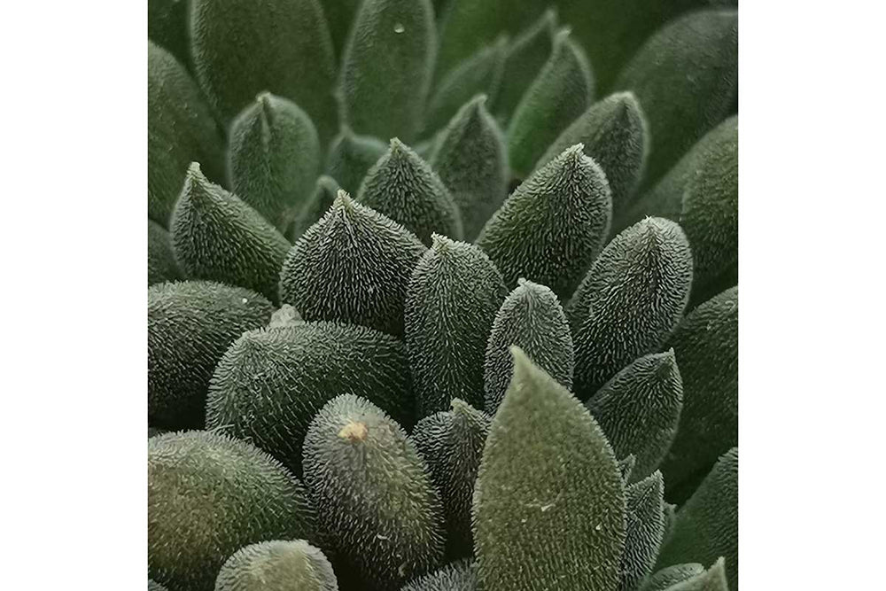 
                  
                    Sinocrassula yunnanensis
                  
                
