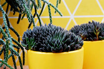 
                  
                    Sinocrassula yunnanensis - Πρόταση διακόσμησης
                  
                