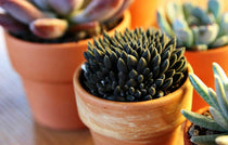 
                  
                    Sinocrassula yunnanensis - Πρόταση διακόσμησης
                  
                