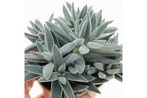
                  
                    Crassula 'tenelli'
                  
                