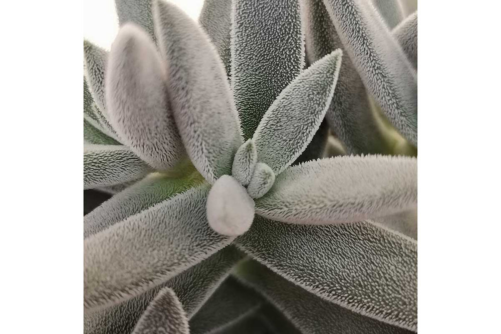 
                  
                    Crassula 'tenelli'
                  
                