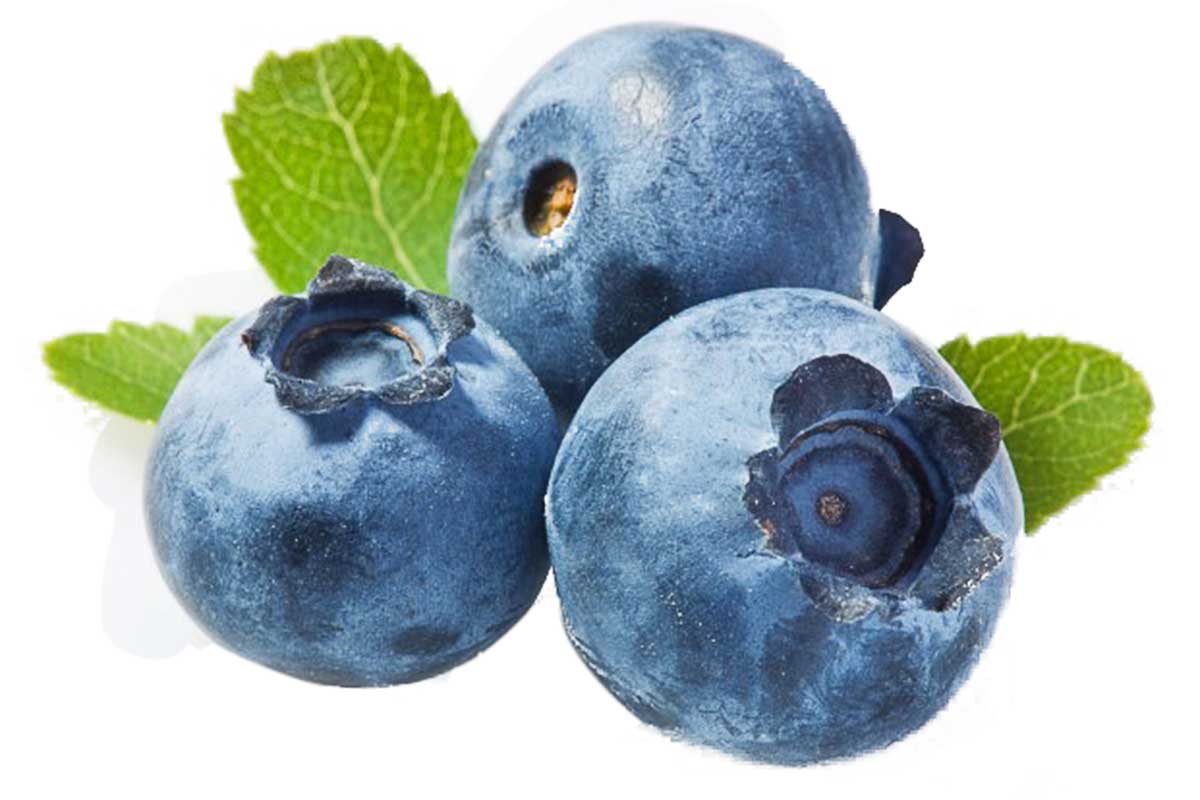 Vaccinium corymbosum 'bluecrop' - Μύρτιλο καρπός