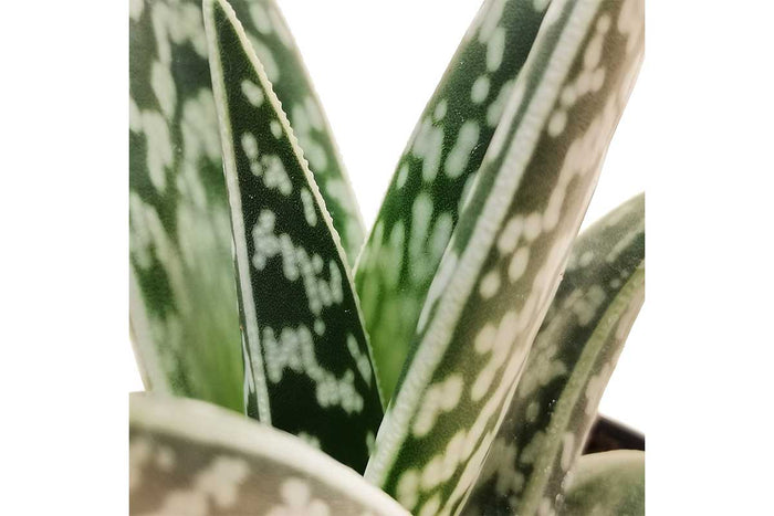 Aloe variegata 8.5cm