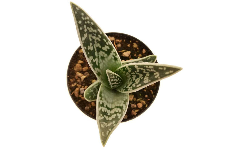 Aloe variegata 8.5cm - Αλόη