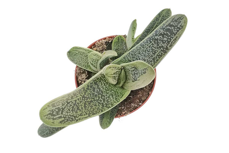 Gasteria 'little warty' 5.5cm