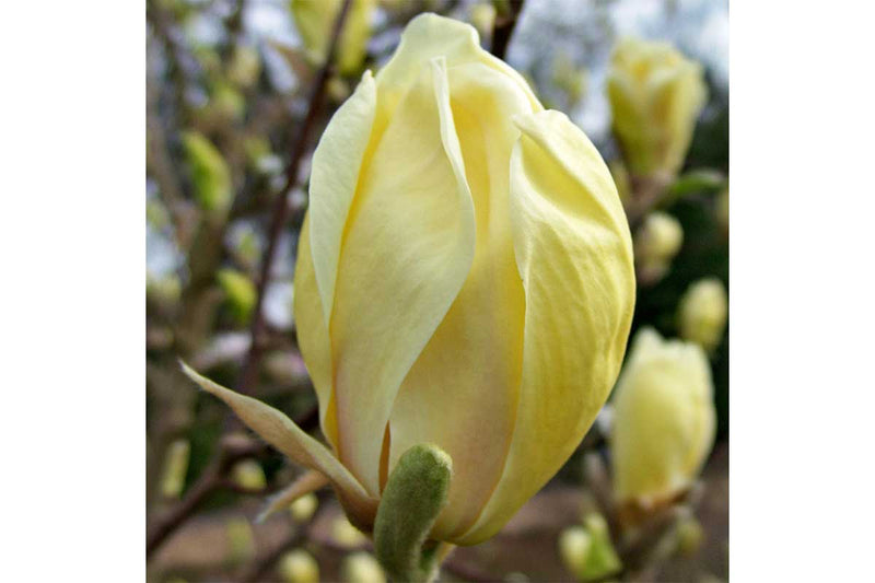 Magnolia 'Yellow Lantern' 23cm